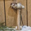 Knuffel bijl steentijd - Image 2